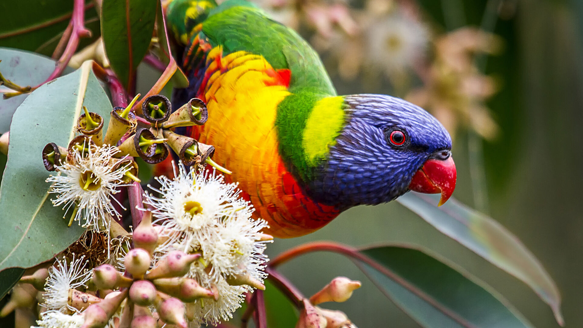 Puzzlopedia | Puzzle Rainbow Lorikeet