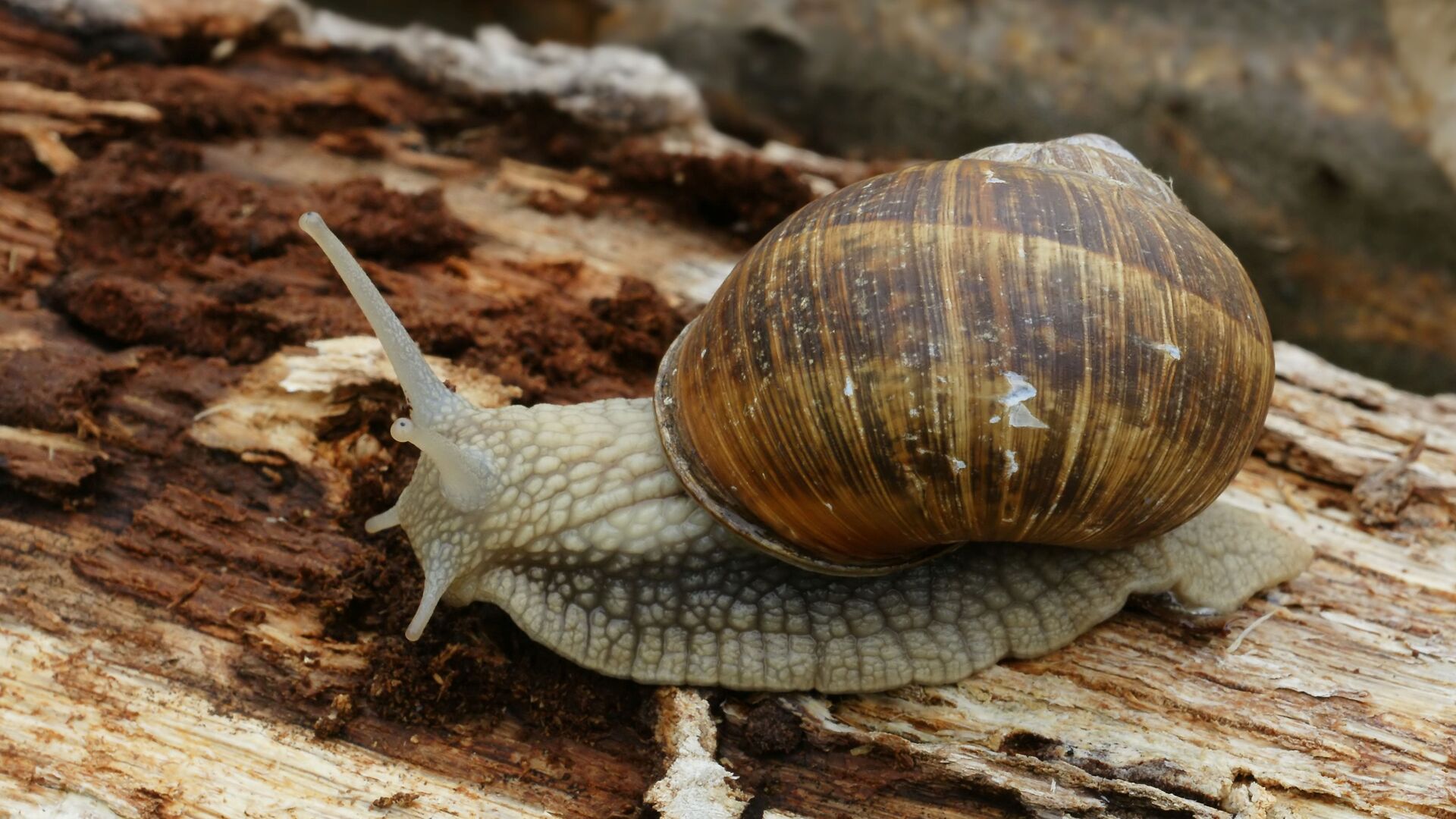 Puzzlopedia | Puzzle Rasping insects