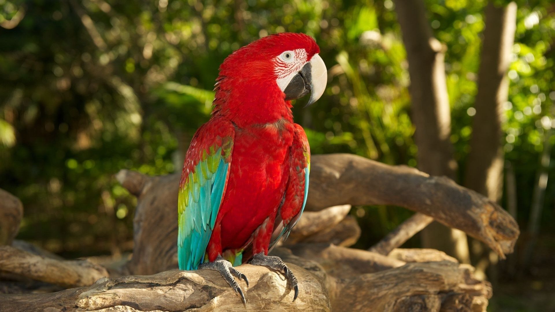 Puzzlopedia | Puzzle Red-and-green macaw