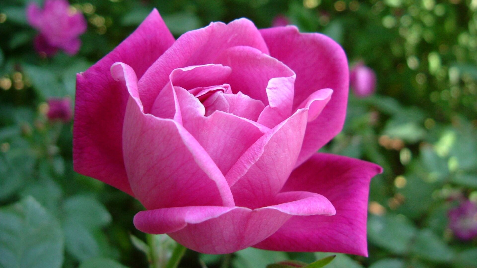 Puzzlopedia | Puzzle Rose