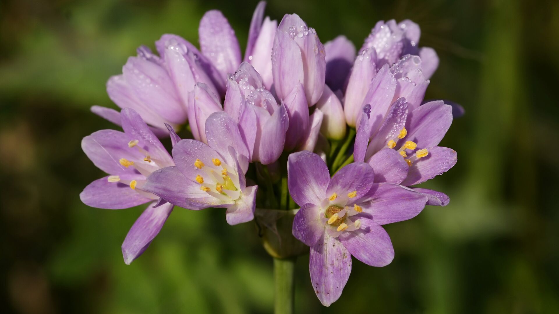 Puzzlopedia | Puzzle Rosy garlic