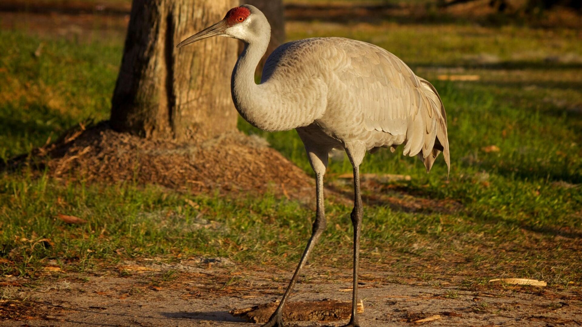 Puzzlopedia | Puzzle Sandhill crane
