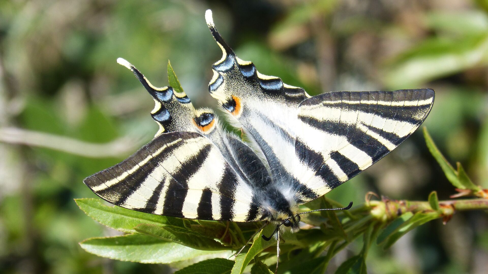 Puzzlopedia | Puzzle Scarce swallowtail