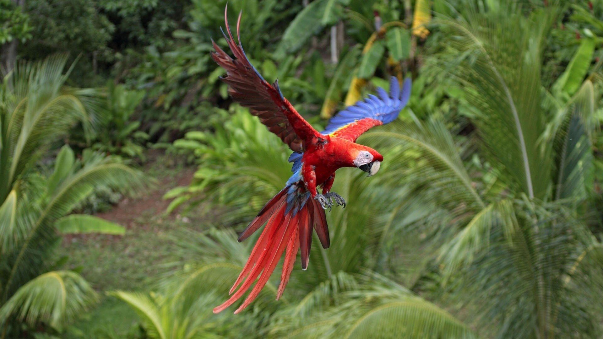 Puzzlopedia | Puzzle Scarlet macaw