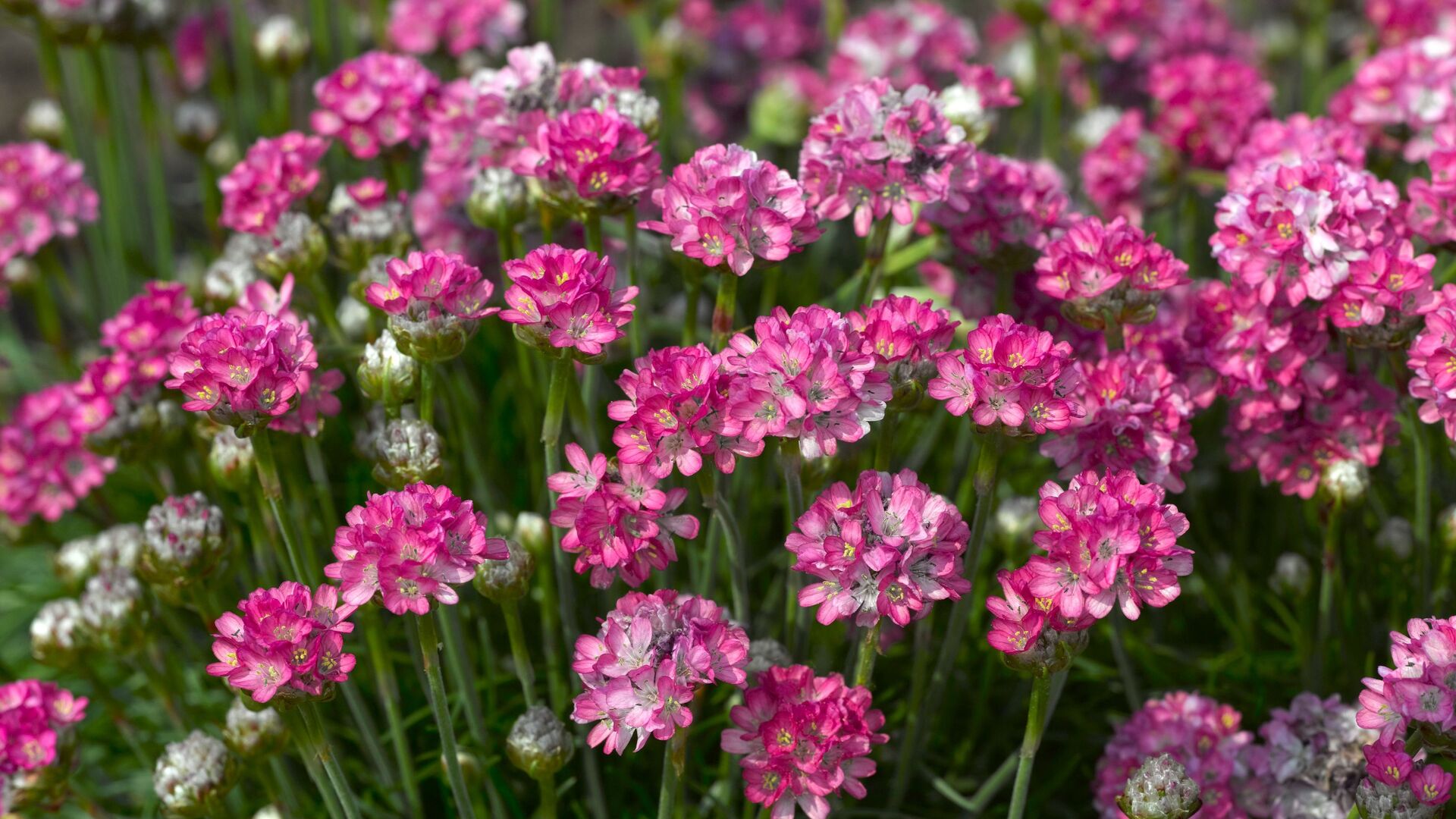Puzzlopedia | Puzzle Sea thrift