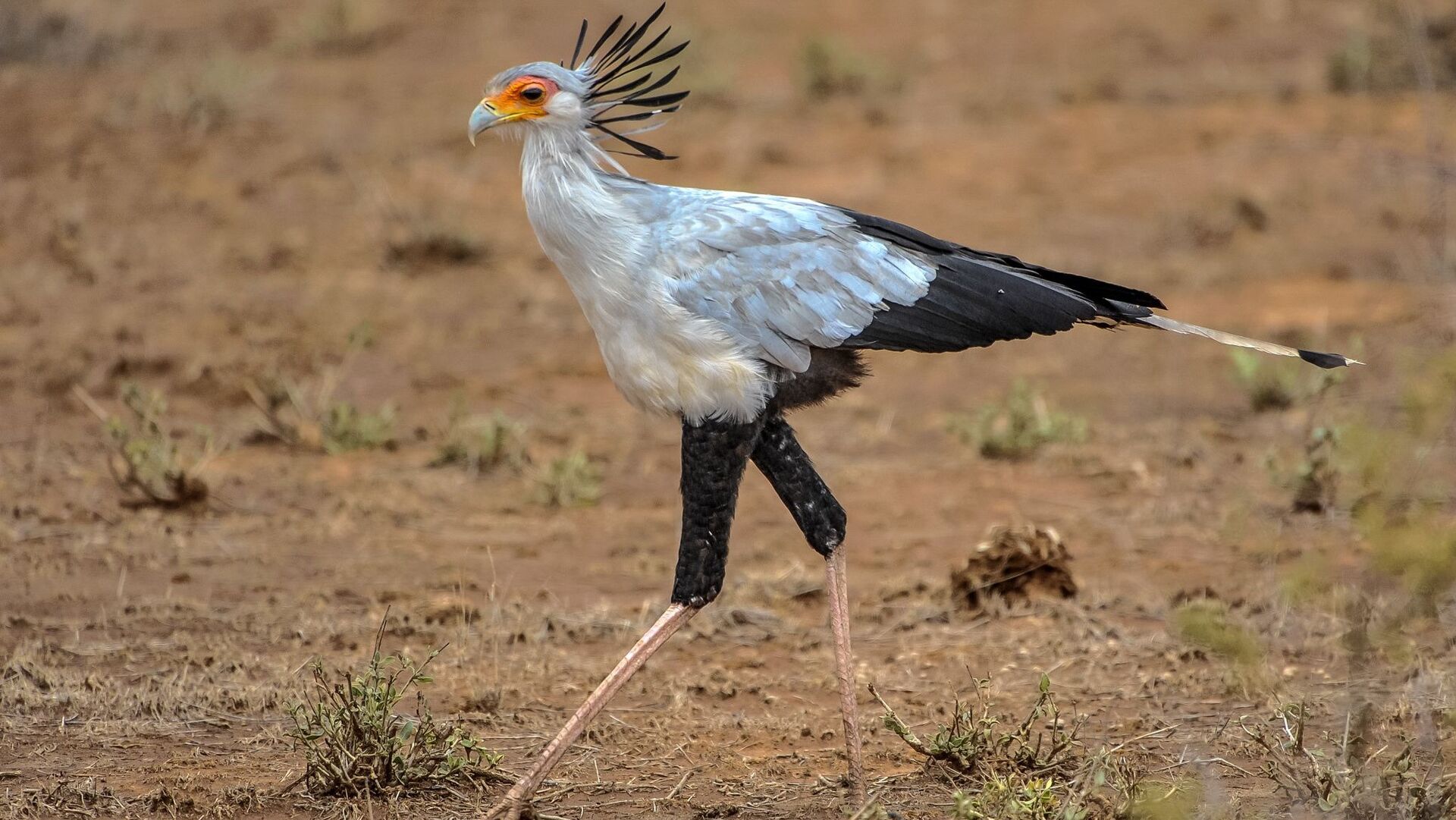 Puzzlopedia | Puzzle Secretarybird
