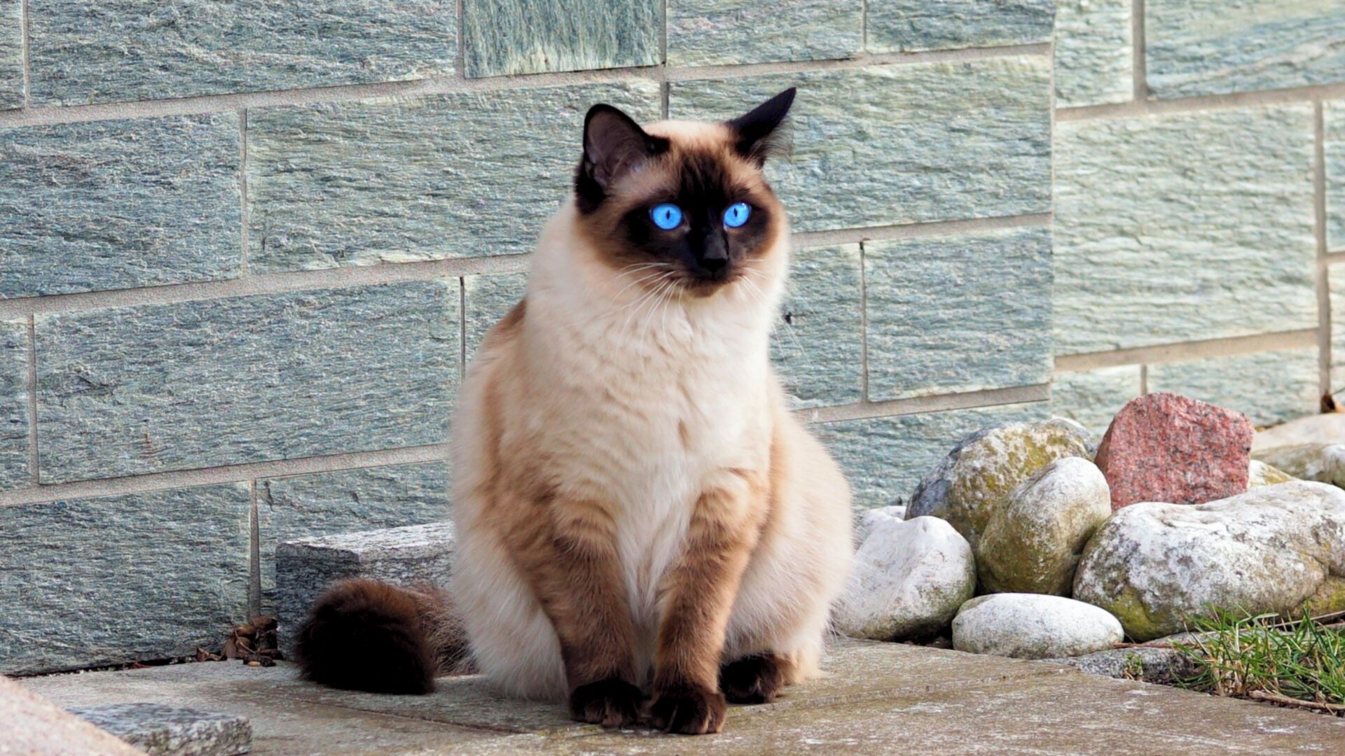 Puzzlopedia | Puzzle Siamese cat