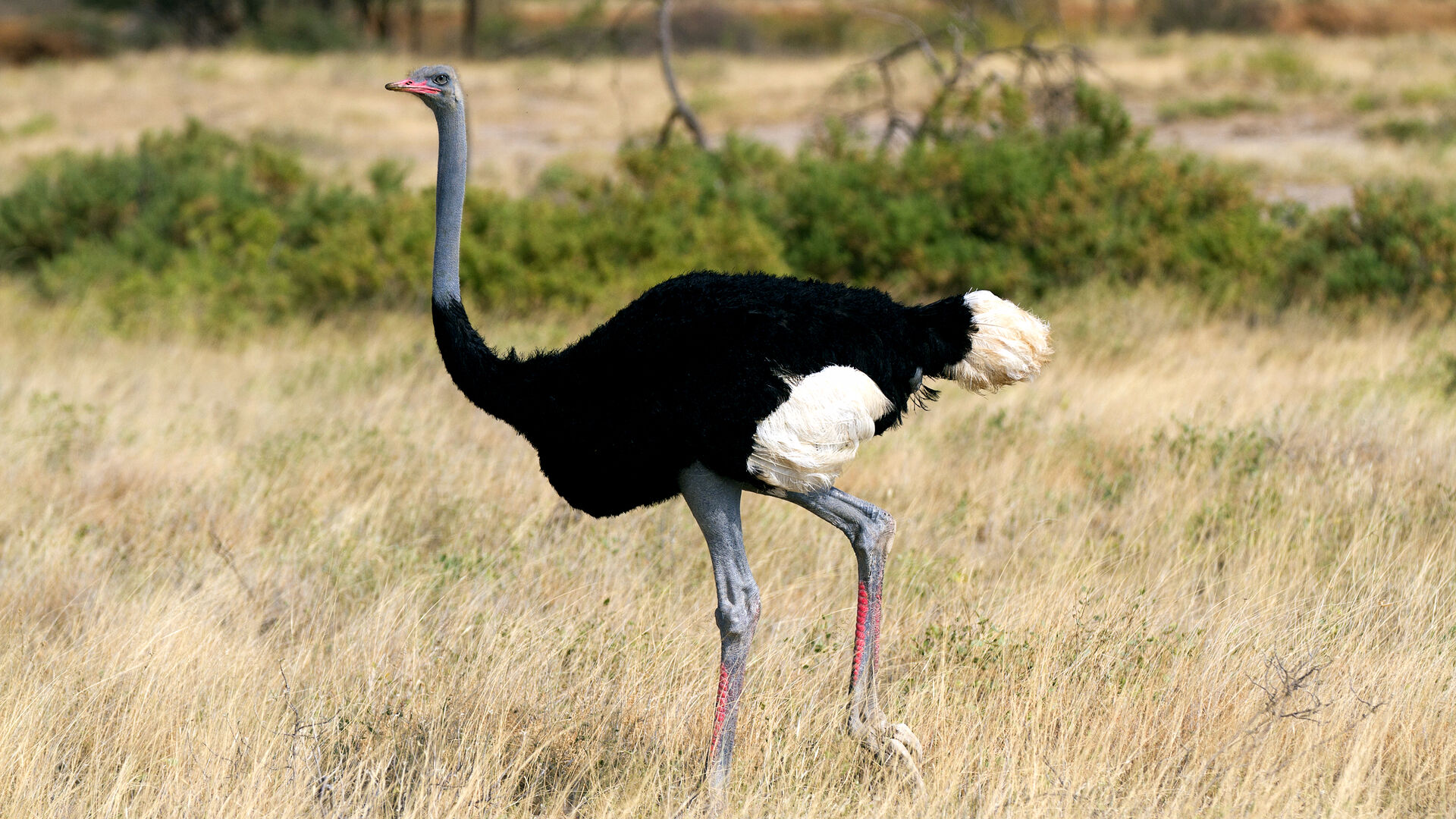 Puzzlopedia | Puzzle Somali ostrich