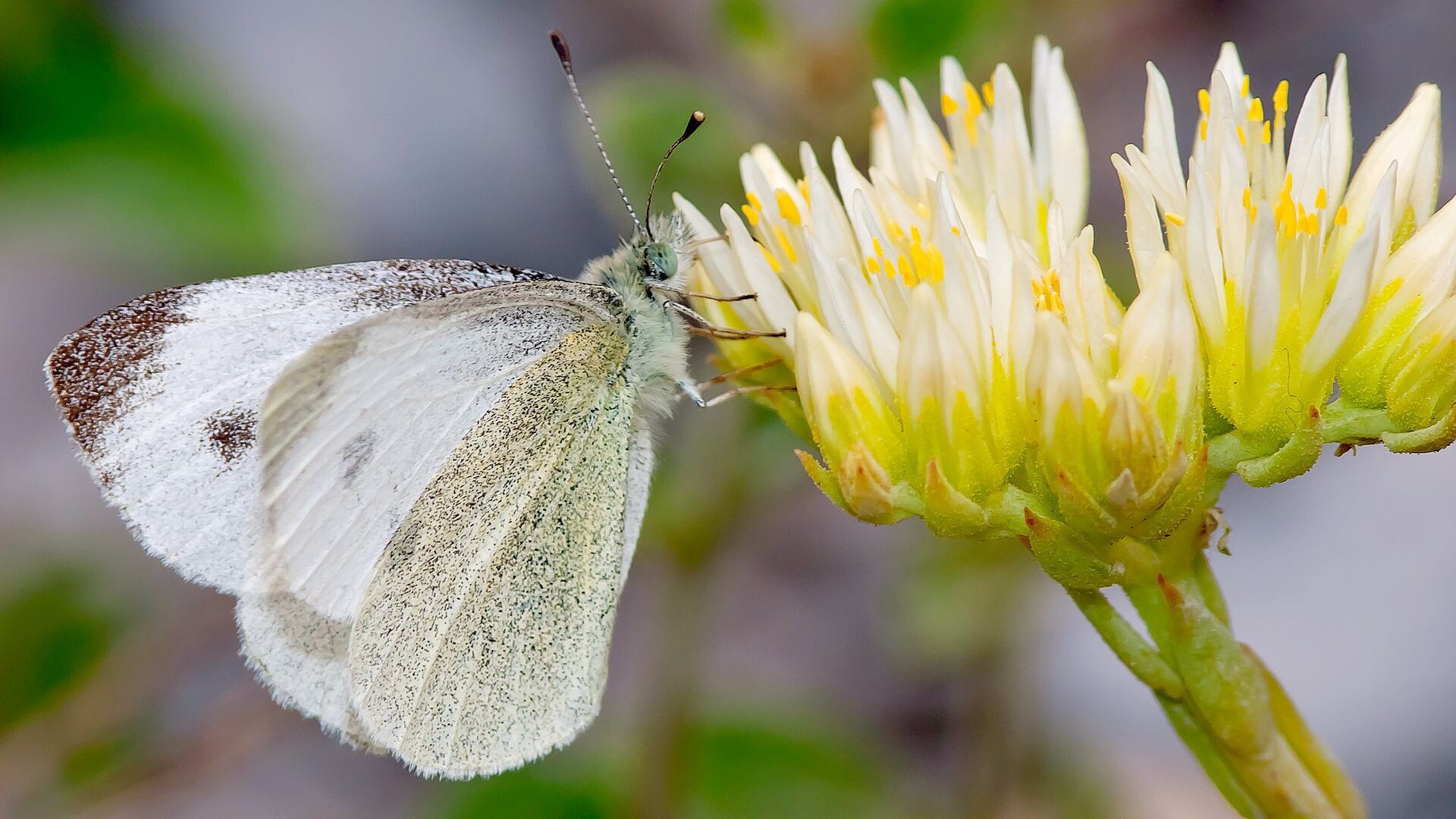 Puzzlopedia | Puzzle Southern small white