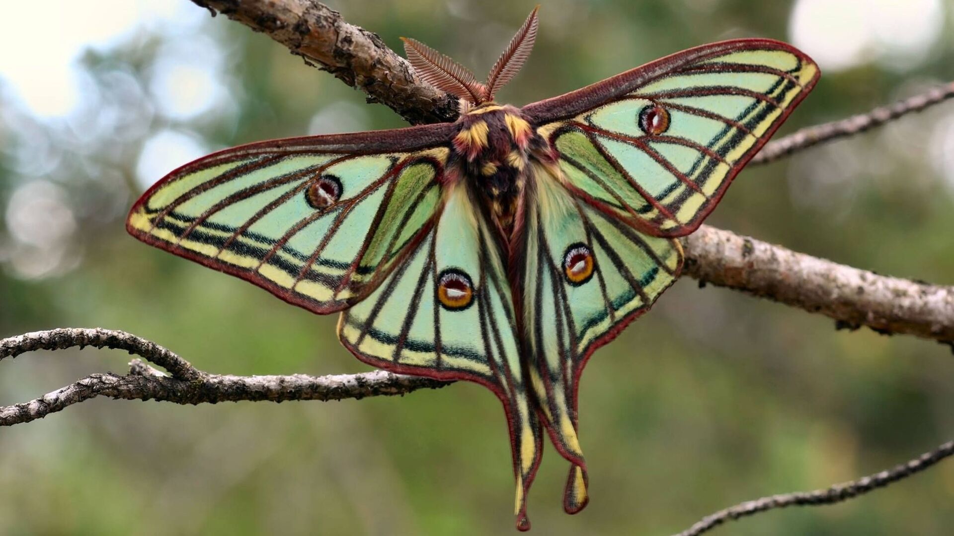 Puzzlopedia | Puzzle Spanish moon moth