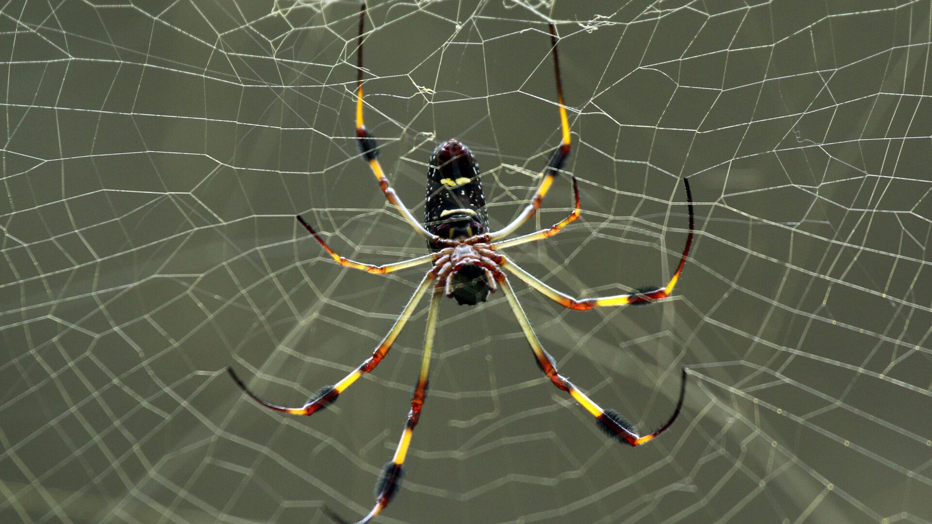 Puzzlopedia | Puzzle Spinning webs