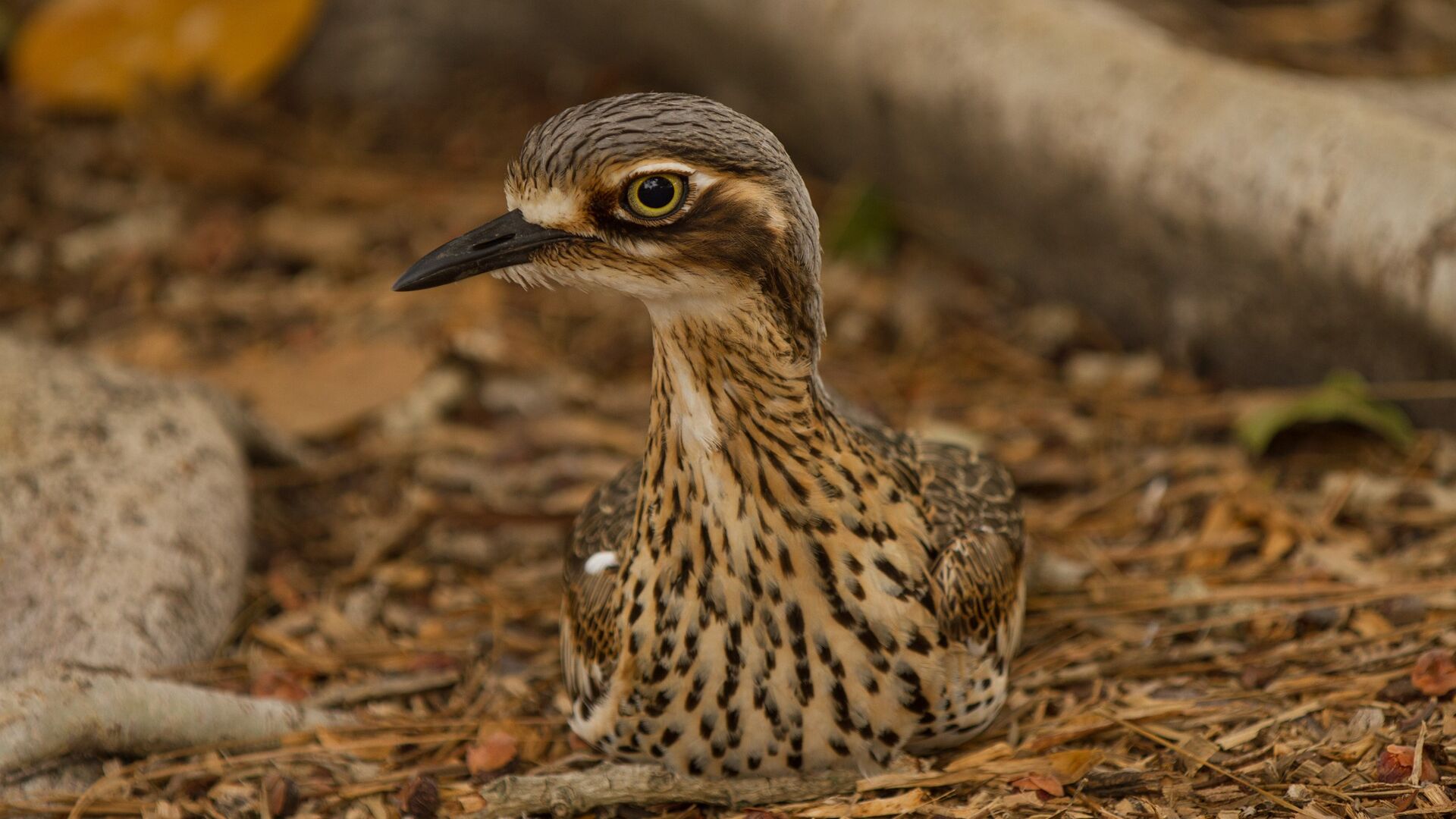 Puzzlopedia | Puzzle Stone-curlew