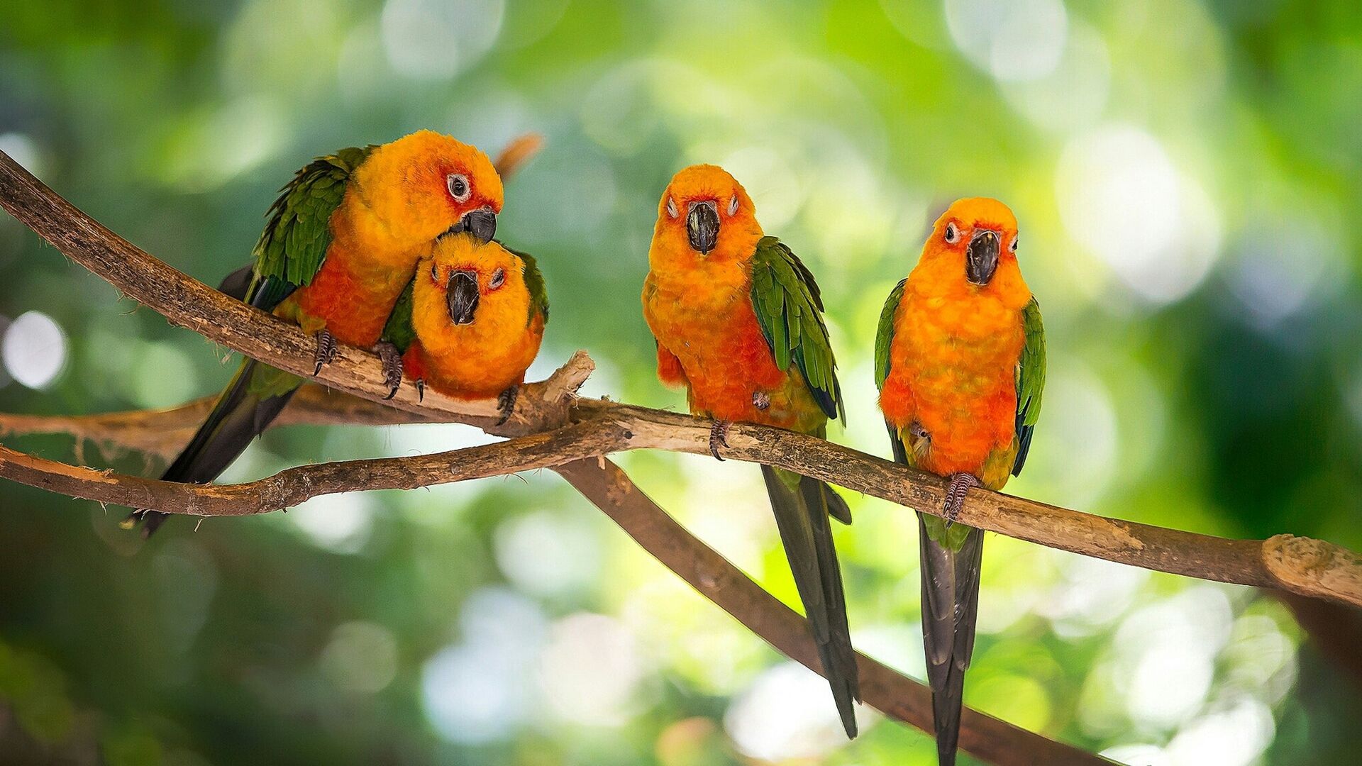 Puzzlopedia | Puzzle Sun parakeet