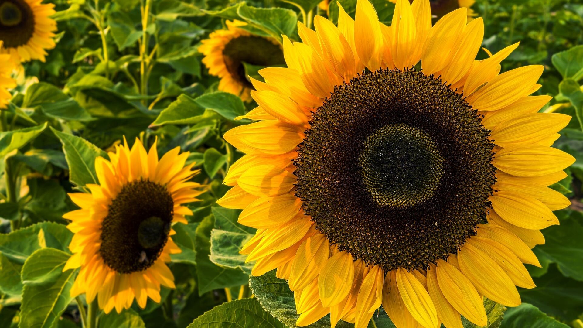 Puzzlopedia | Puzzle Sunflower