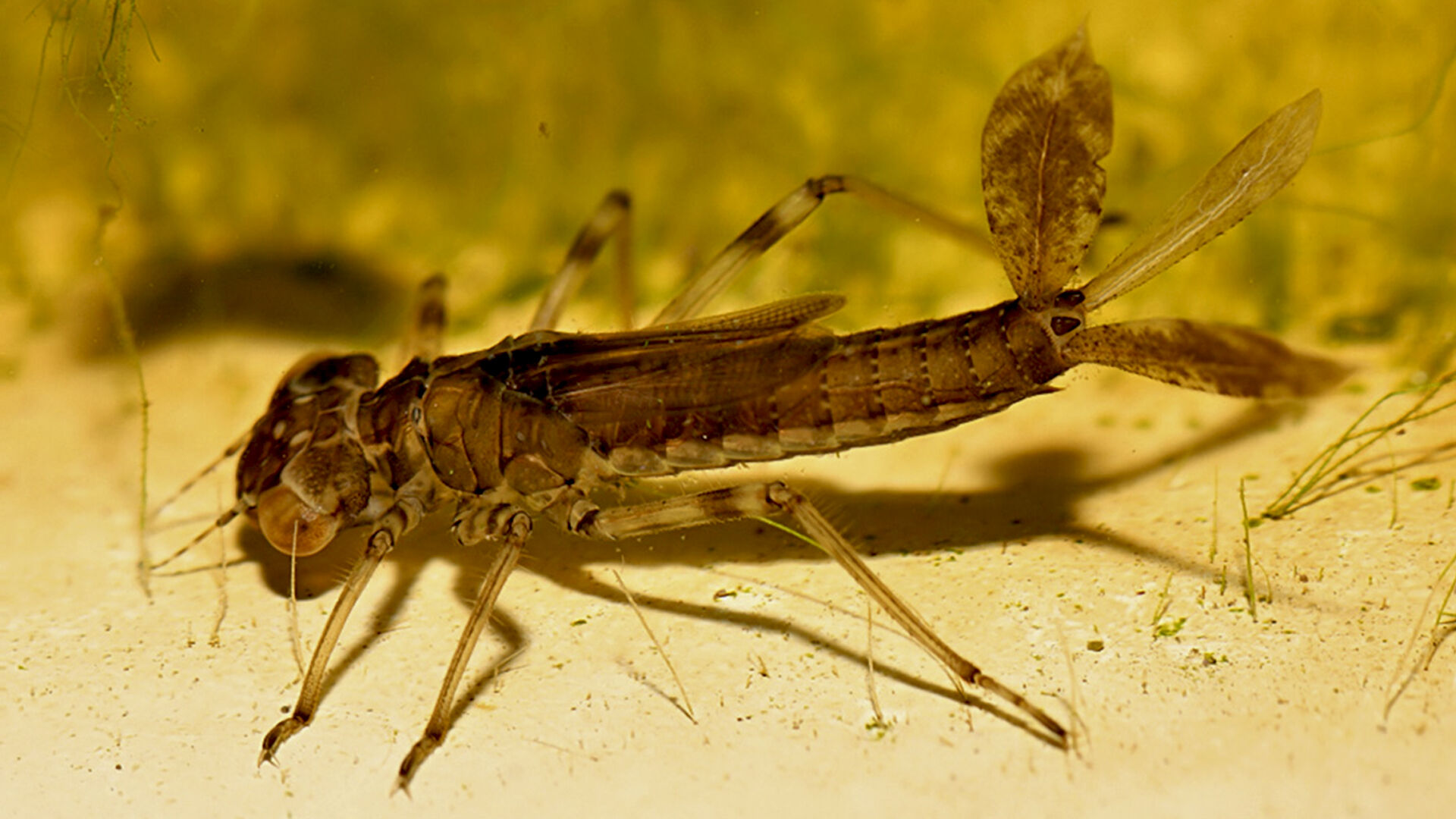 Puzzlopedia | Puzzle The gills of insects