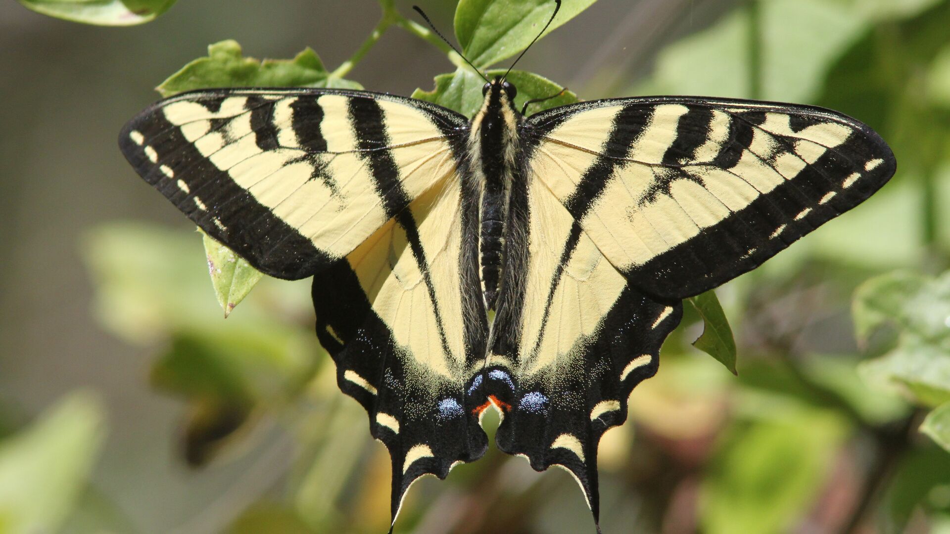 Puzzlopedia | Puzzle Western tiger swallowtail