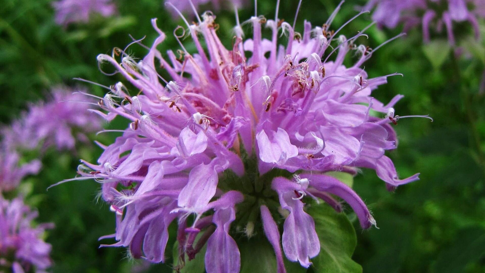 Puzzlopedia | Puzzle Wild bergamot