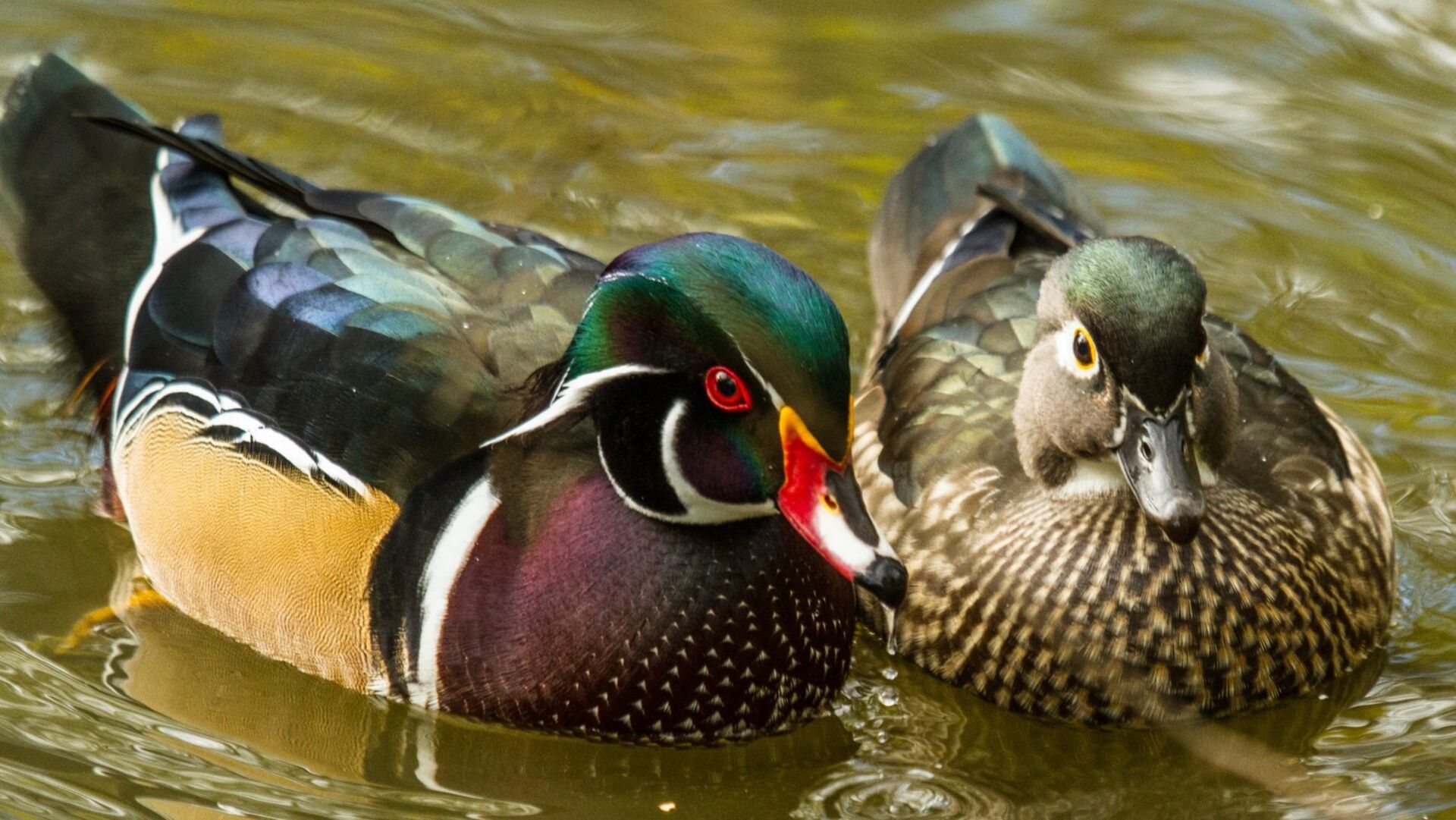 Puzzlopedia | Puzzle Wood duck
