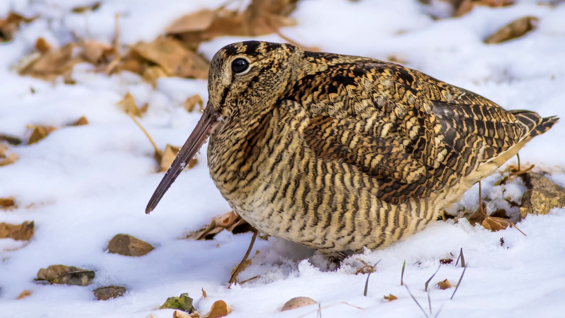 Puzzlopedia | Puzzle Woodcock