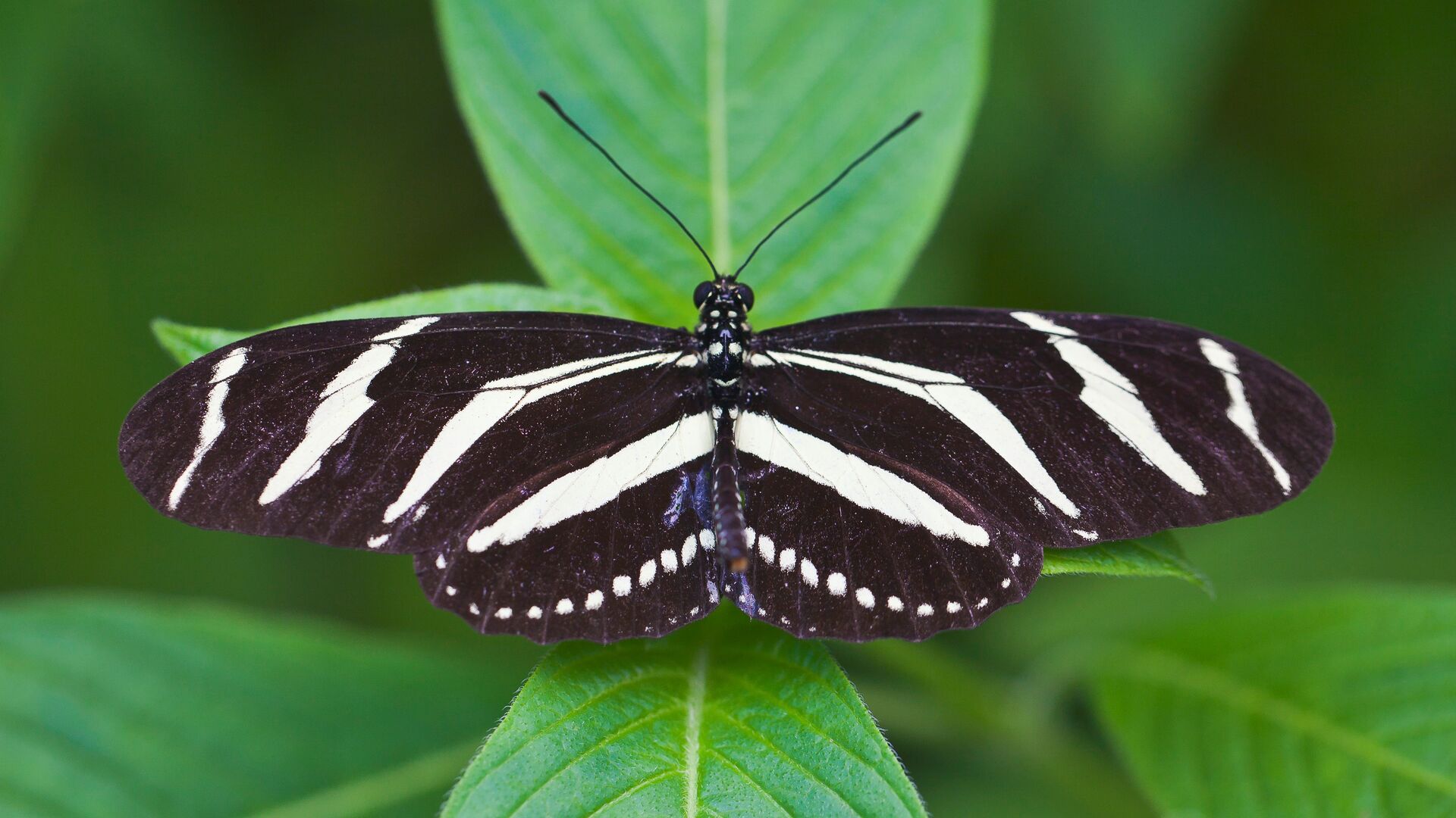 Puzzlopedia | Puzzle Zebra longwing