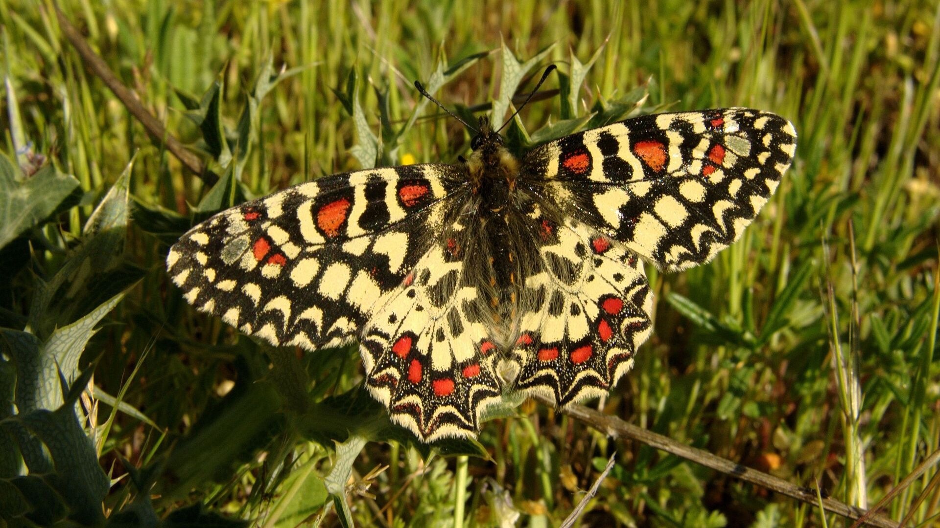 Puzzlopedia | Puzzle Zerynthia rumina