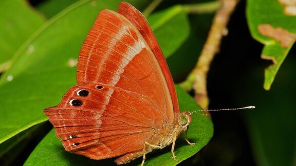 Puzzlopedia | Puzzle Abisara echerius