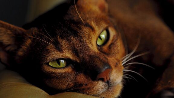 Puzzlopedia | Puzzle Abyssinian cat