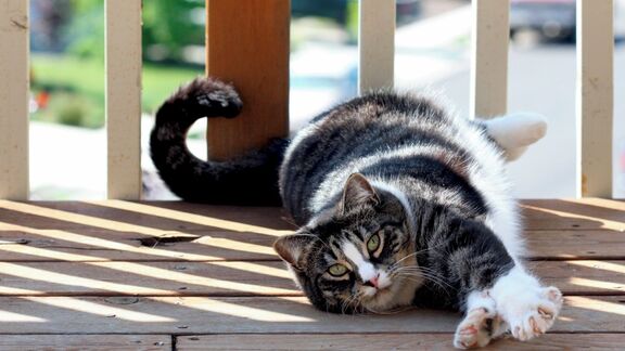 Puzzlopedia | Puzzle American Shorthair cat