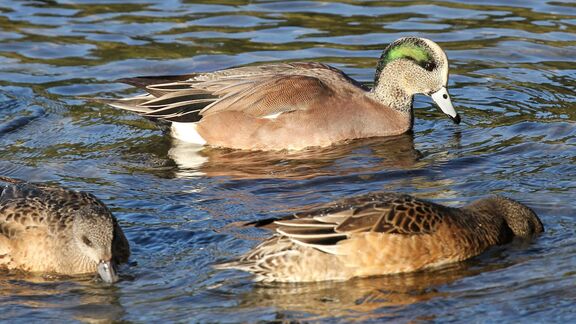 Puzzlopedia | Puzzle American wigeon
