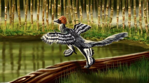 Puzzlopedia | Puzzle Anchiornis (Jurassic)