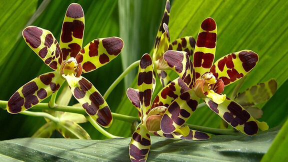 Puzzlopedia | Collection Ansellia