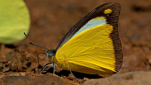 Puzzlopedia | Puzzle Appias lyncida