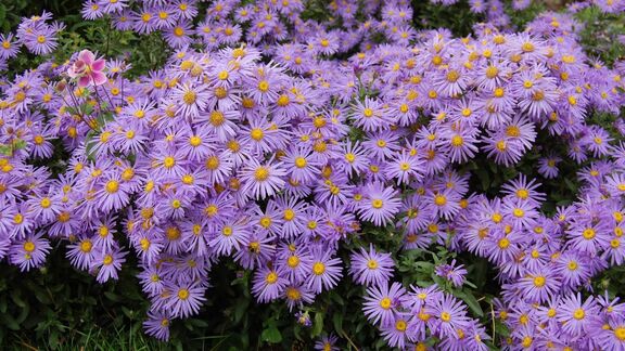 Puzzlopedia | Puzzle Aromatic aster