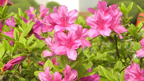 Puzzlopedia | Puzzle Azalea