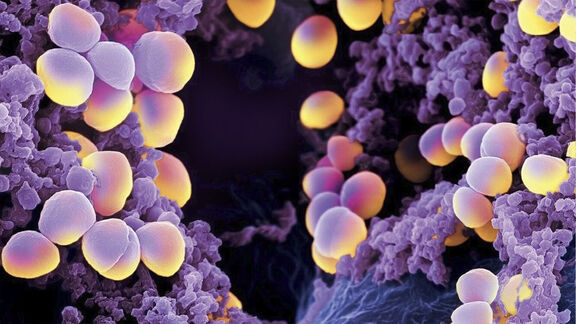 Puzzlopedia | Puzzle Bacteria