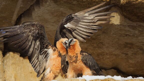 Puzzlopedia | Puzzle Bearded vulture