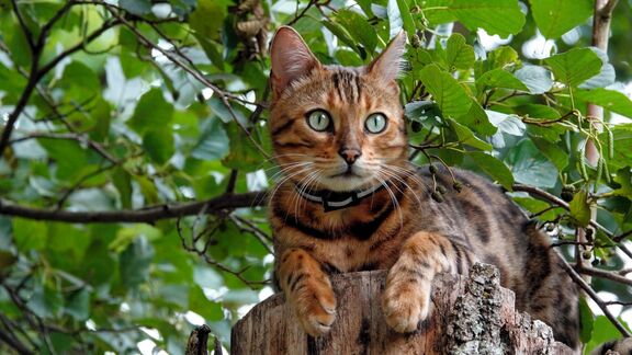 Puzzlopedia | Puzzle Bengal cat