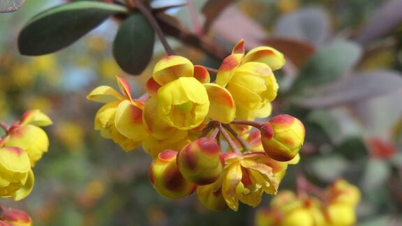 Puzzlopedia | Puzzle Berberis holstii
