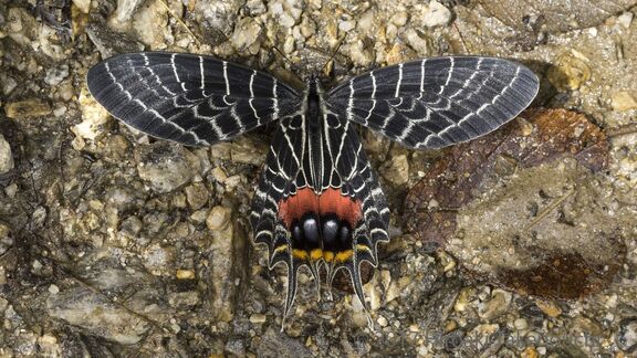 Puzzlopedia | Collection Bhutan glory