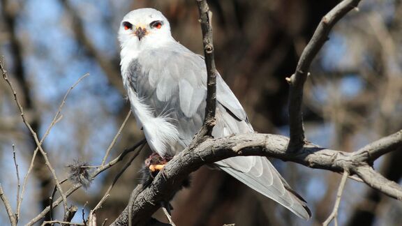 Puzzlopedia | Puzzle Black-winged kite