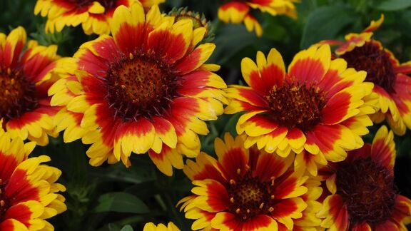 Puzzlopedia | Collection Blanket flowers
