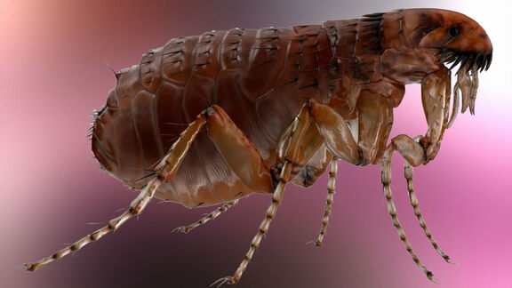 Puzzlopedia | Puzzle Blood sucker