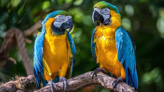 Puzzlopedia | Puzzle Blue-and-yellow macaw