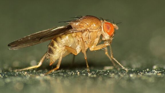 Puzzlopedia | Collection Breathing tube