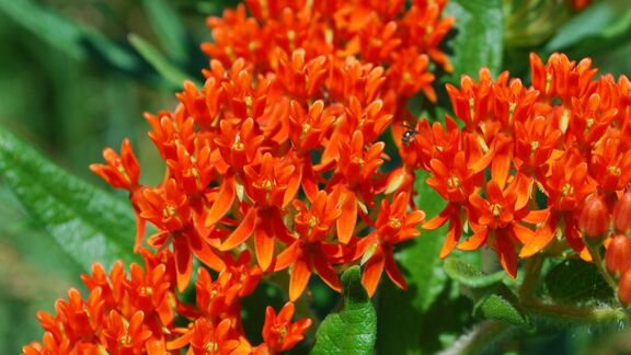 Puzzlopedia | Puzzle Butterfly weed