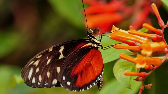 Puzzlopedia | Puzzle Butterfly’s proboscis