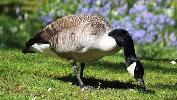 Puzzlopedia | Puzzle Canada goose