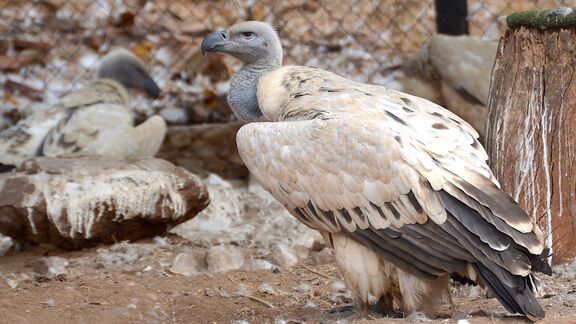 Puzzlopedia | Puzzle Cape vulture