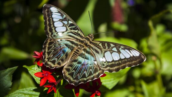 Puzzlopedia | Puzzle Clipper