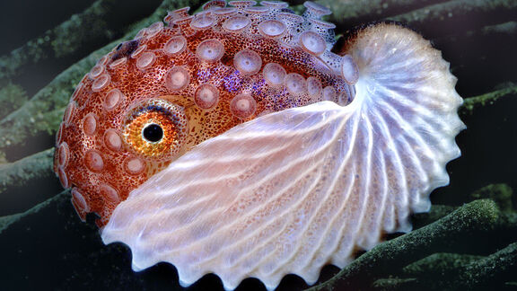 Puzzlopedia | Puzzle Colour changers